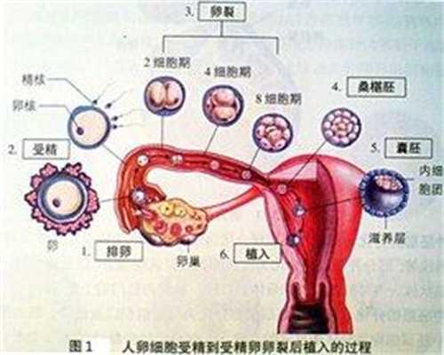 广州代怀孕助孕成功率高吗_孕育专家的孕前营养建议