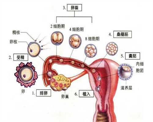 广州代孕包成功生双胞胎多少钱_子宫内膜厚刮宫需要住院吗