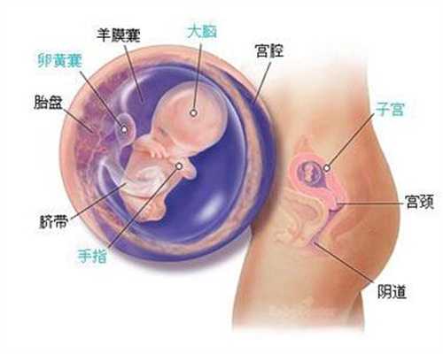 广州代孕产子要多少钱_胎动反应胎儿健康状况 两种方法轻松数胎动
