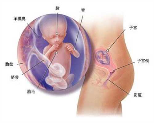 广州代孕代孕产子价格_精子和卵子是会在哪里相遇