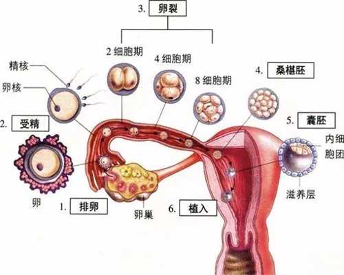 广州2020最新代孕价格查询_12周胎盘低能长上去吗