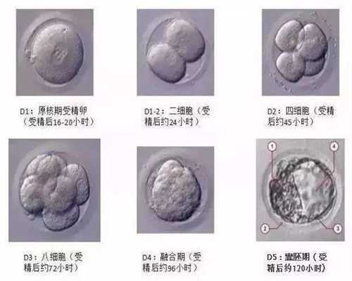 广州最详细代孕产子价格多少钱_37周的胎儿双顶径标准