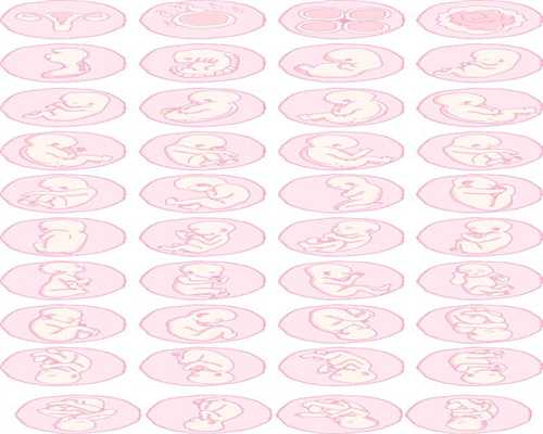 代孕网-代孕如何办出生证明-孕期可以吃碧根果吗