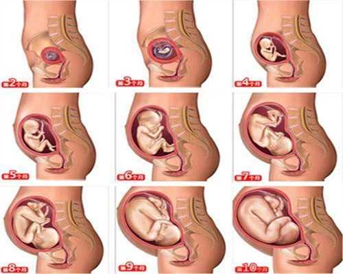 代孕网_代孕有那个网站_代孕妇在代孕期怎么减肥