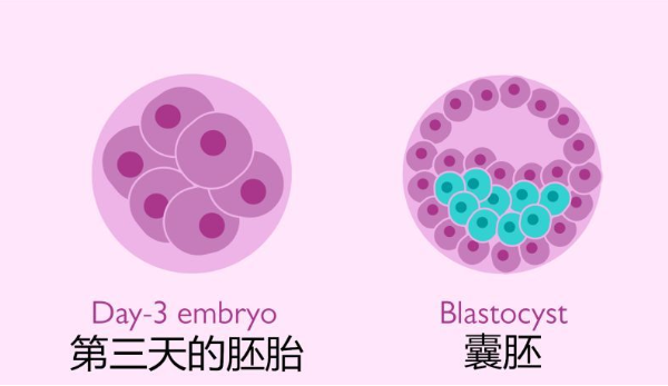 17个卵泡是多囊吗，胚胎配对成功率如何