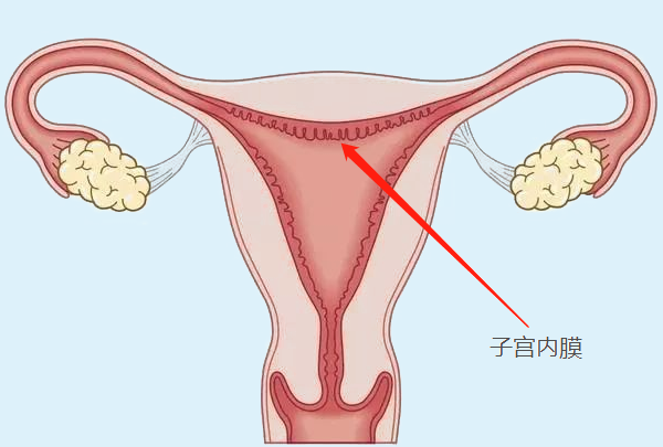 子宫内膜3.9mm意味着什么？想怀孕的姐妹真要了解